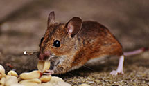 24 Hour & Emergency Exterminators in Weikert, PA